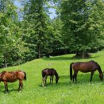 horse-gc4fb1e8ec_1920