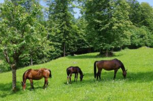 horse-gc4fb1e8ec_1920
