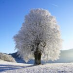 tree-gb4049ca4e_1920