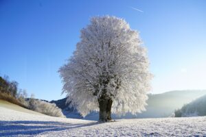 tree-gb4049ca4e_1920